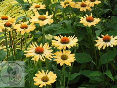 Echinacea purp. 'Aloha' PBR