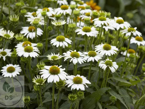 Echinacea purp. 'Avalanche'