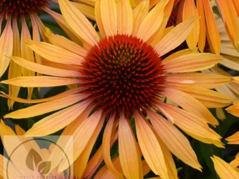 Echinacea purp. 'Big Kahuna' PBR