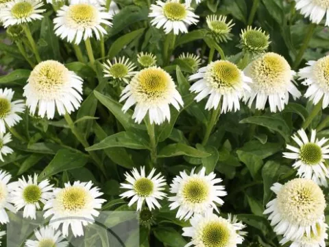 Echinacea purp. 'Deelicious Nougat'