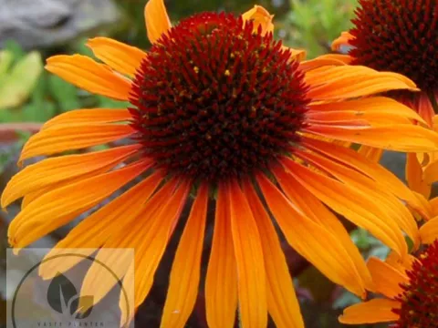 Echinacea purp. 'Flame Thrower'