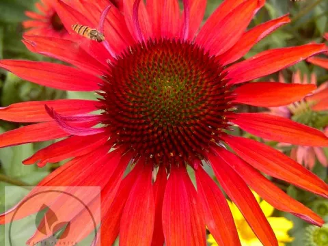 Echinacea purp. 'Hot Lava'