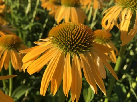 Echinacea purp. 'Harvest Moon'