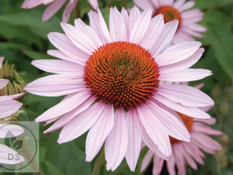 Echinacea purp. 'Hope'