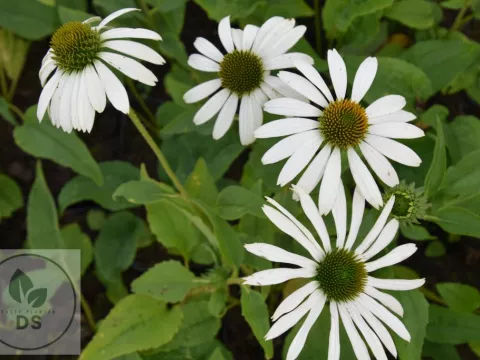Echinacea purp. 'Happy Star'