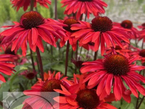 Echinacea purp. 'Hot Summer'