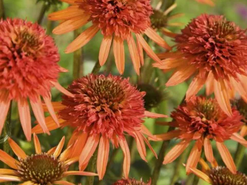 Echinacea purp. 'Irresistible'