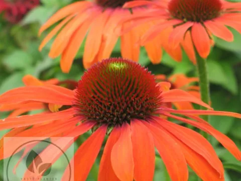 Echinacea purp. 'Julia'