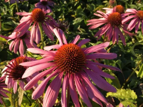 Echinacea purp. 'Leuchtstern'