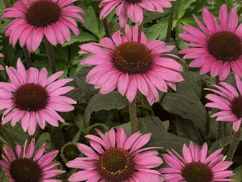 Echinacea purp. 'Little Magnus'