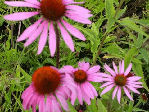 Echinacea purp. 'Magnus'