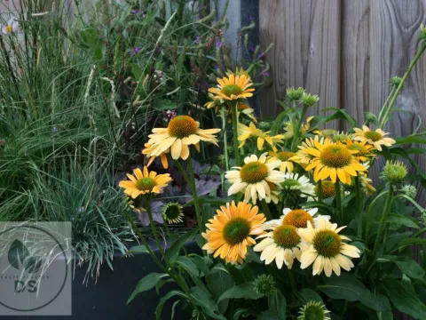 Echinacea purp. 'Mellow Yellows'