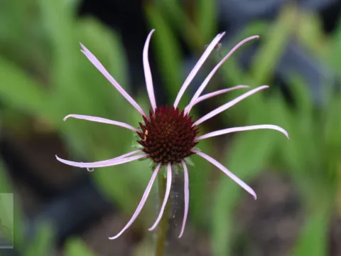 Echinacea pallida