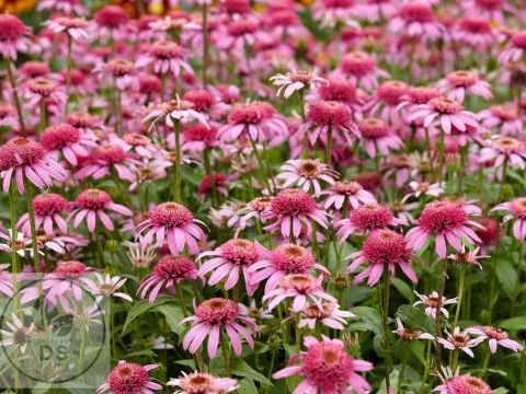 Echinacea purp. 'Pink Double Delight'
