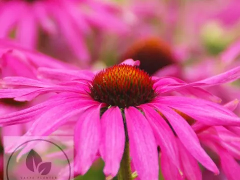 Echinacea purp. 'Purple Emperor'