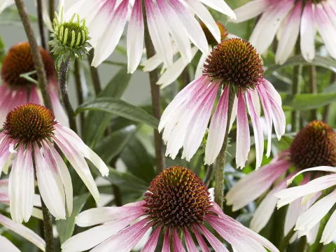 Echinacea purp. 'Pretty Parasols' PBR (= JS Engeltje)