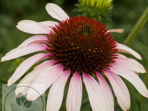 Echinacea purp. 'Pink Tip'