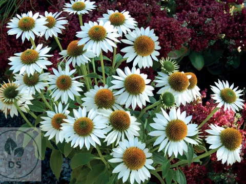 Echinacea purp. 'Purity'