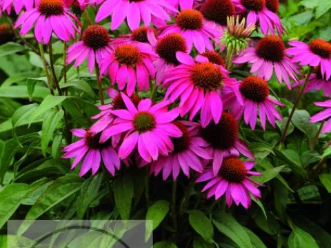 Echinacea purp. 'PowWow Wild Berry'