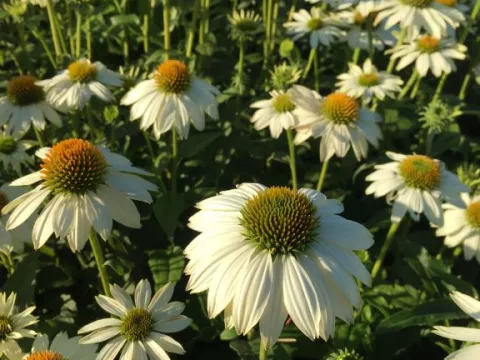 Echinacea purp. 'PowWow White'
