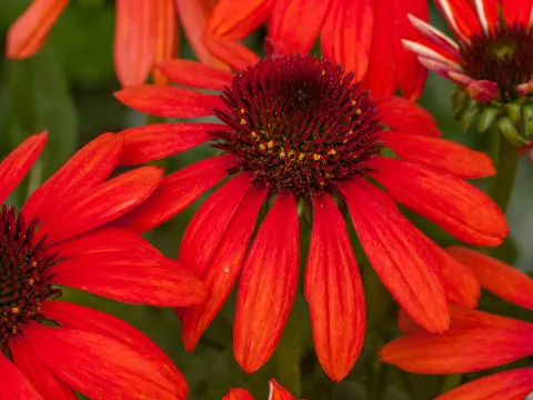 Echinacea purp. 'Red Pearl'