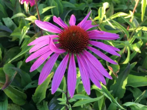 Echinacea purp. 'Rubinstern'