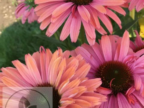 Echinacea purp. 'Sunseekers Rainbow'