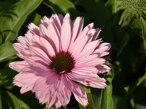 Echinacea purp. 'Sunseekers Salmon'