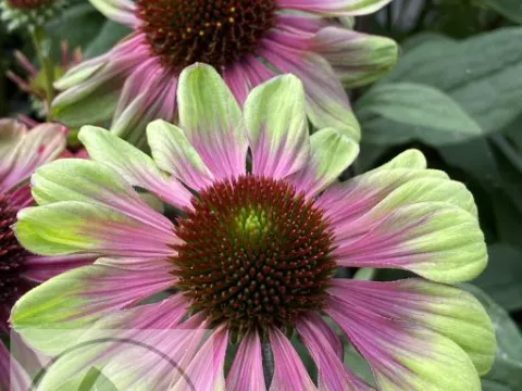 Echinacea purp. 'Sweet Sandia'