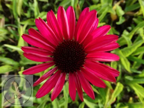 Echinacea purp. 'JS Stiletto' PBR