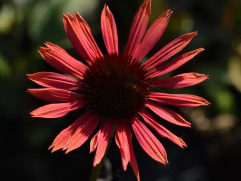 Echinacea purp. 'Sundown'