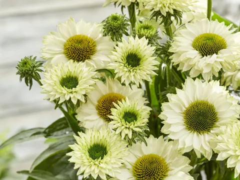 Echinacea purp. 'Sunseekers White Perfection'