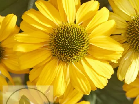 Echinacea purp. 'Sunseekers Yellow'