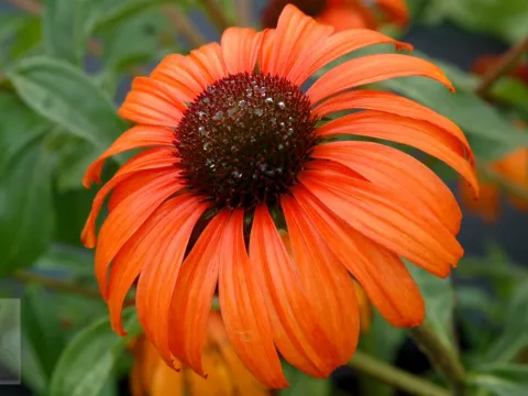 Echinacea purp. 'Tangerine Dream'