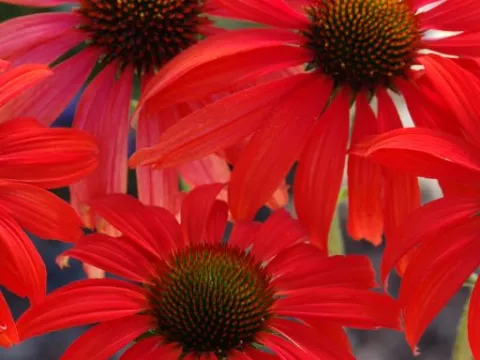 Echinacea purp. 'Tomato Soup'