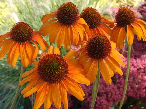 Echinacea purp. 'Tiki Torch'