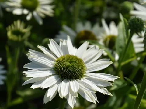 Echinacea purp. 'Virgin'