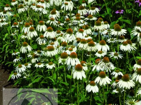 Echinacea purp. 'White Swan'