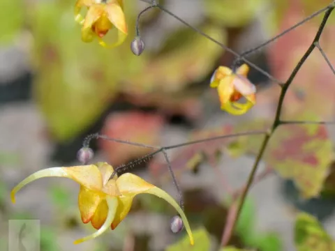 Epimedium hybr. 'Amber Queen'