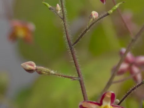 Epimedium x cantabrigiense