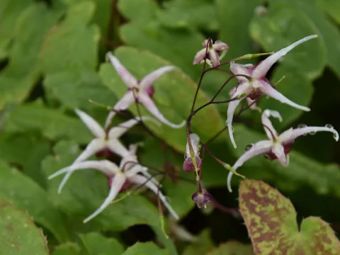Epimedium hybr. 'Domino'