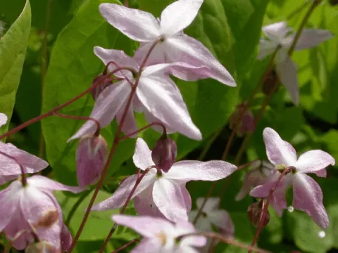 Epimedium grand. 'Lilafee'
