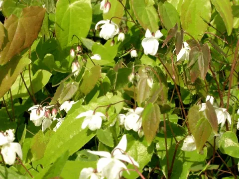 Epimedium youngianum 'Niveum'