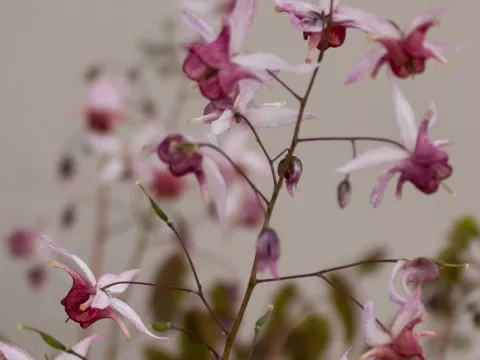 Epimedium hybr. 'Pink Elf'