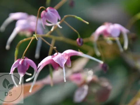 Epimedium hybr. 'Pretty in Pink'