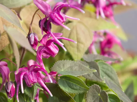 Epimedium grand. 'Rose Queen'