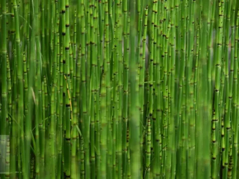 Equisetum japonicum