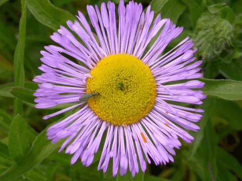 Erigeron 'Azure Beauty'
