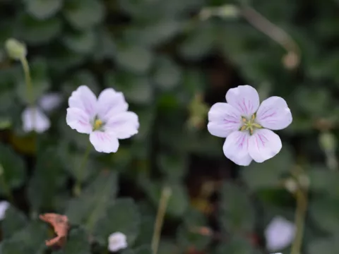 Erodium reichardii 'Album'