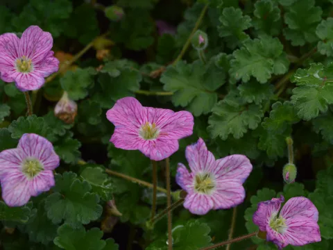 Erodium variabile 'Bishops Form'